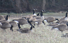 Branta hutchinsii hutchinsii