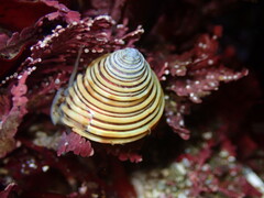 Calliostoma canaliculatum