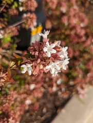 Abelia