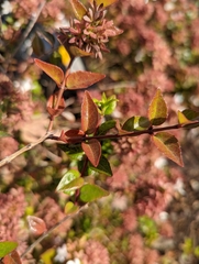 Abelia