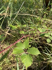 Rubus bifrons