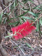 Melaleuca citrina