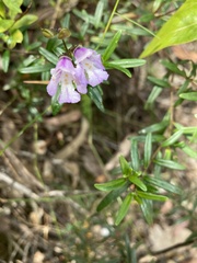 Prostanthera linearis