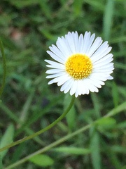 Erigeron karvinskianus