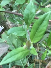 Erigeron karvinskianus