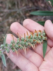 Melaleuca citrina