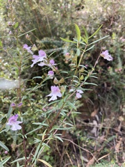 Prostanthera linearis