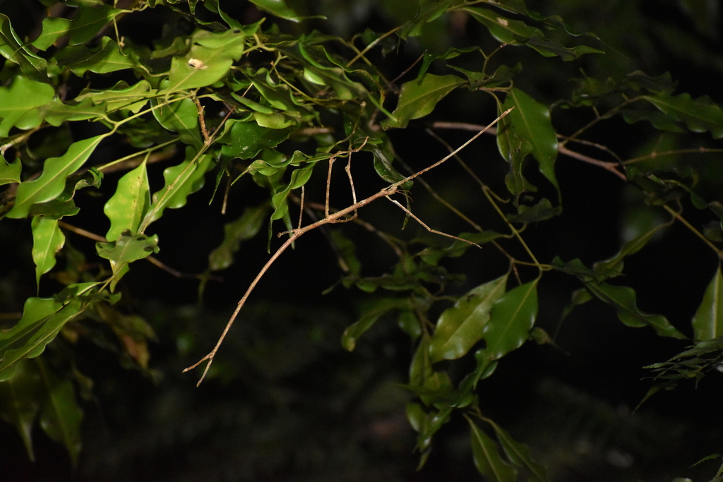 Gargantuan Stick Insect