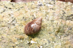 Lissachatina immaculata
