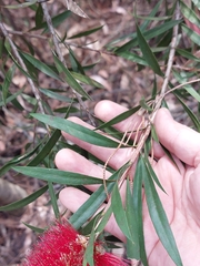 Melaleuca citrina