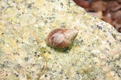 Lissachatina immaculata