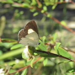 Candalides xanthospilos