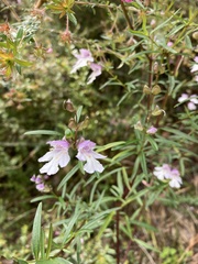 Prostanthera linearis