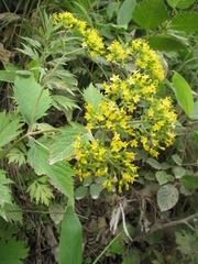 Patrinia scabiosifolia