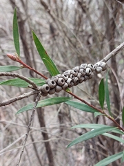 Melaleuca citrina