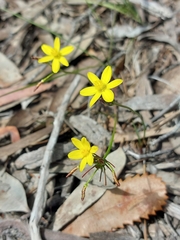 Tricoryne simplex