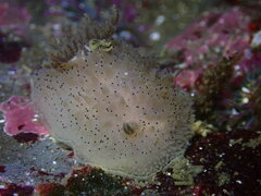 Acanthodoris rhodoceras
