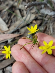 Tricoryne simplex