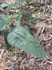 Lasiopetalum