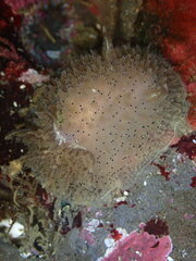 Acanthodoris rhodoceras