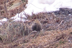 Calcarius ornatus