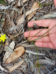 Tricoryne simplex