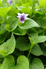 Viola kamtschadalorum