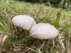 Leucoagaricus lacrymans