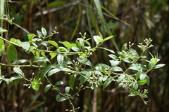 Baccharis trinervis