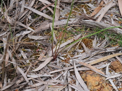 Thysanotus thyrsoideus