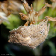 Eriophora edax