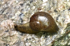 Megaustenia imperator