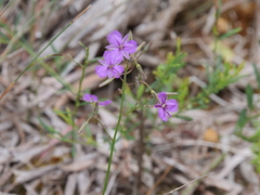 Thysanotus thyrsoideus