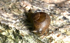 Megaustenia imperator