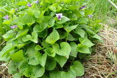 Viola kamtschadalorum