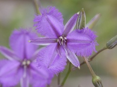 Thysanotus thyrsoideus
