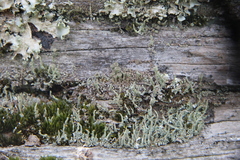 Cladonia chlorophaea