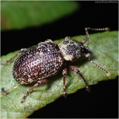 Otiorhynchus cribricollis