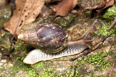 Lissachatina immaculata