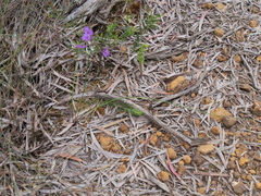 Thysanotus thyrsoideus