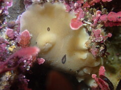 Diaulula sandiegensis
