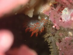 Coryphella trilineata