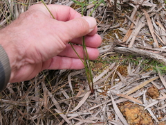 Thysanotus thyrsoideus