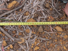 Thysanotus thyrsoideus