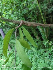 Dendrophthoe pentandra