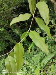 Dendrophthoe pentandra