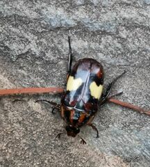 Pedinorrhina trivittata