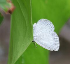 Spalgis lemolea lemolea