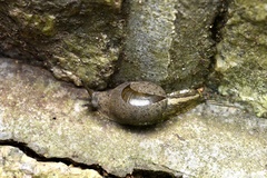 Megaustenia imperator