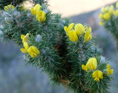 Aspalathus shawii shawii